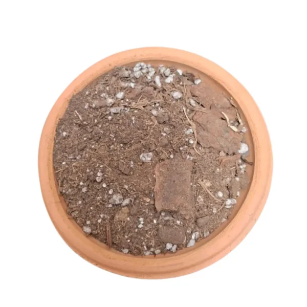 Sustrato para anturios Sustrato para anturios